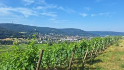 Die Weinlagen mit Bürgstadt und Miltenberg